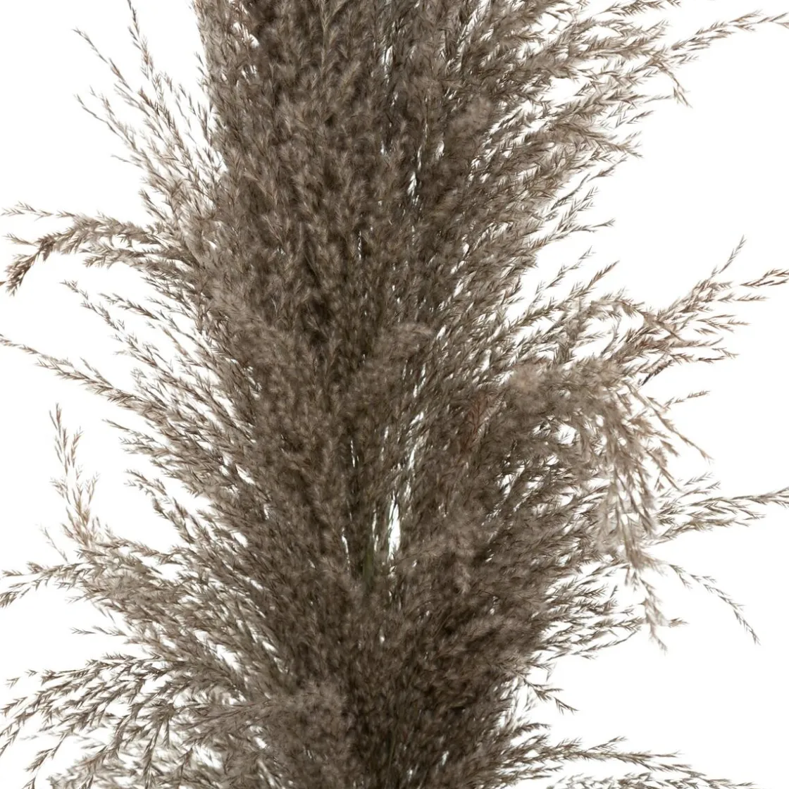 ATMOSPHERA 3 fleurs séchées "Pampa brune" Clearance