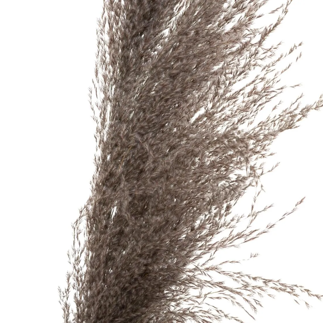 ATMOSPHERA 3 fleurs séchées "Pampa brune" Clearance