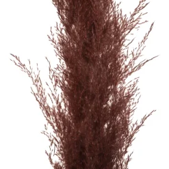 ATMOSPHERA 3 fleurs séchées "Pampa naturelle" Best