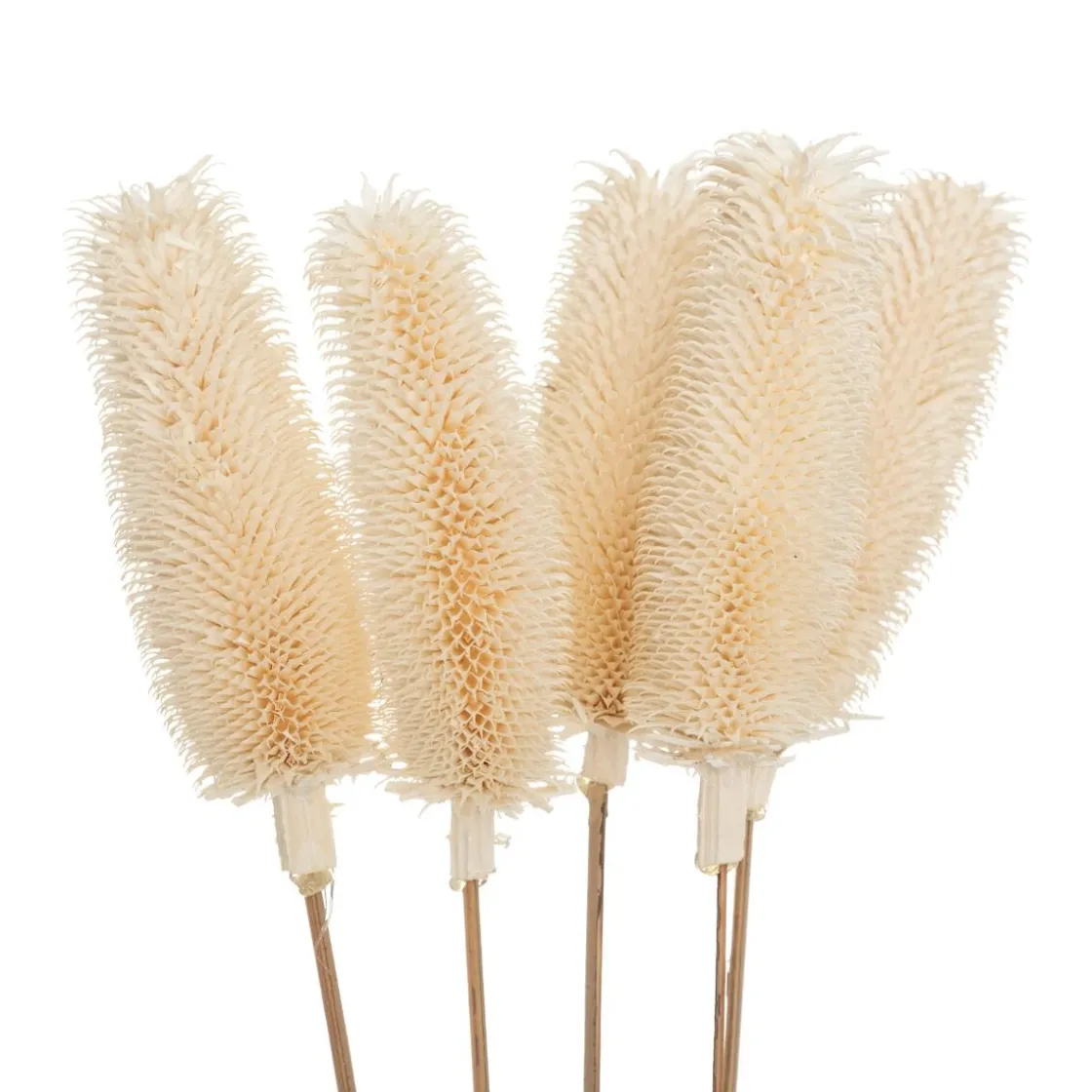 ATMOSPHERA Bouquet de plantes séchées Clearance