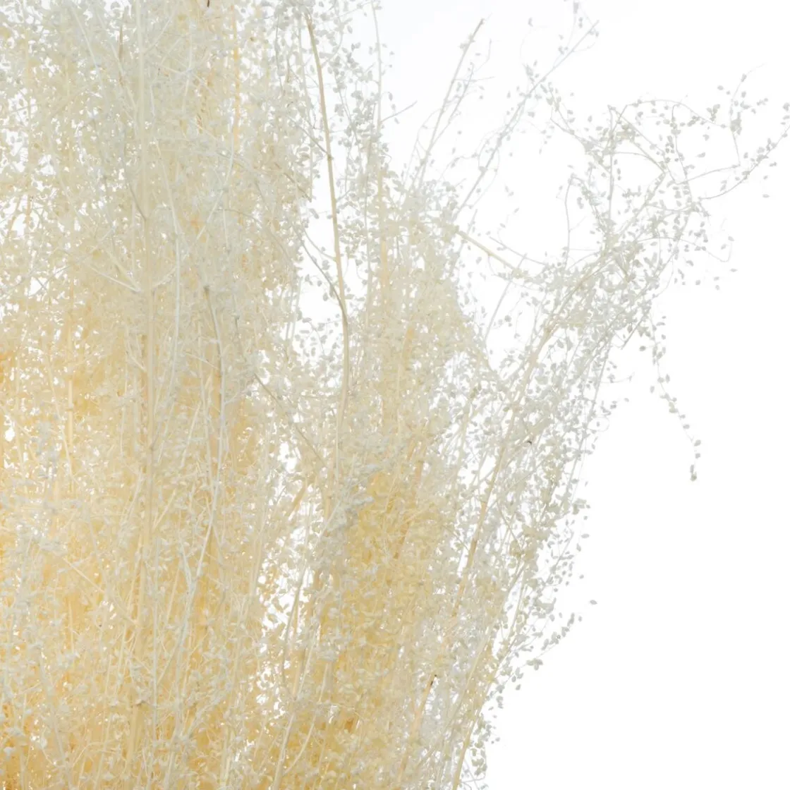 ATMOSPHERA Bouquet de plantes séchées Clearance