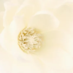 ATMOSPHERA Branches de magnolia, vase Outlet