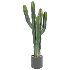 ATMOSPHERA Cactus "Exotic Panama" Online