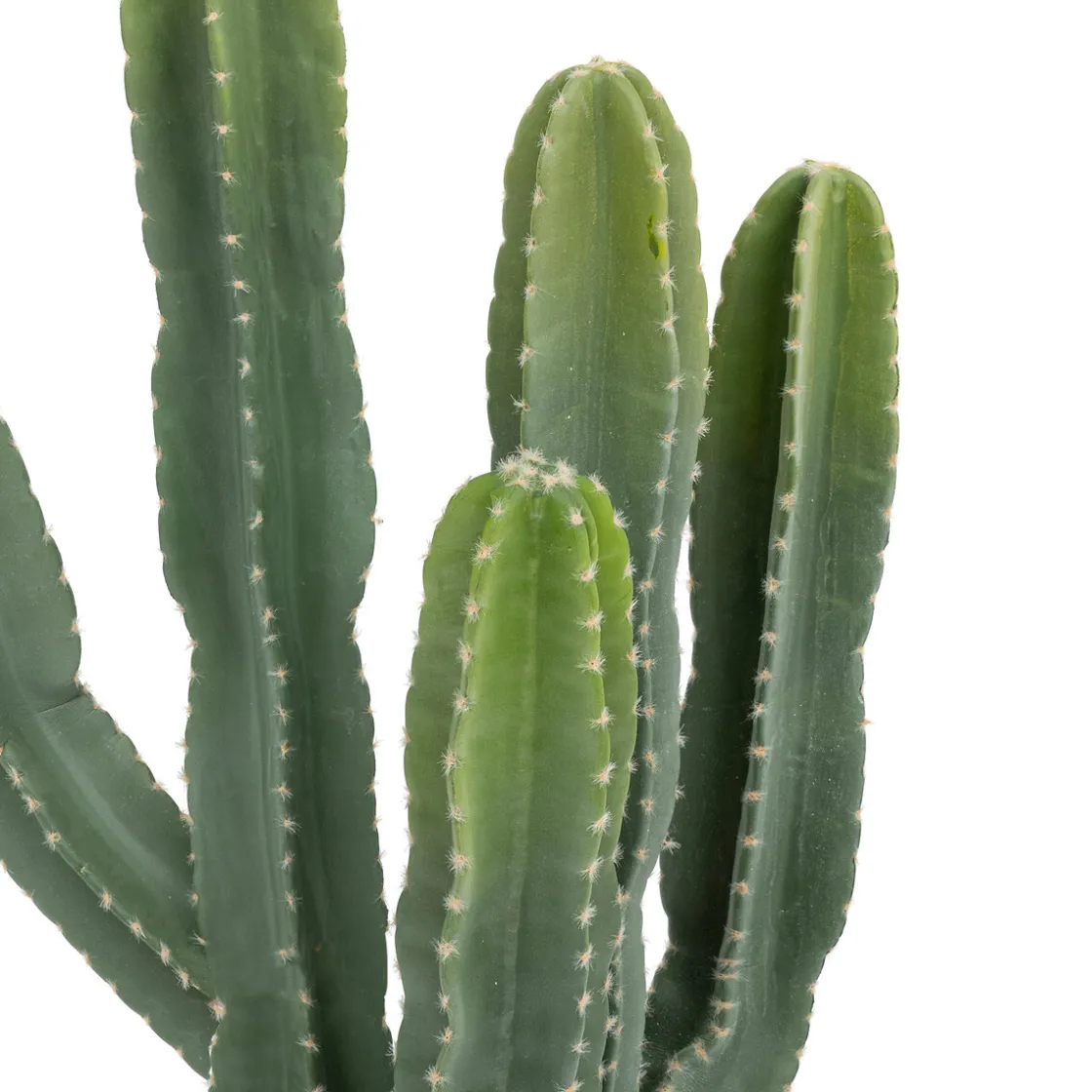 ATMOSPHERA Cactus "Exotic Panama" Online