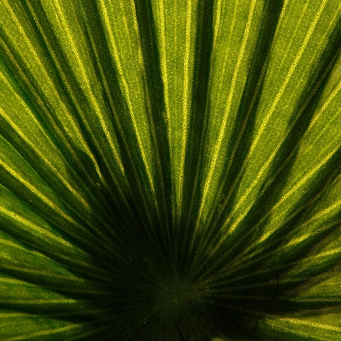 ATMOSPHERA Palmier artificiel Discount