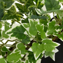 ATMOSPHERA Plante artificielle suspendue 