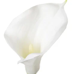 ATMOSPHERA Tige d'arum artificiel Best