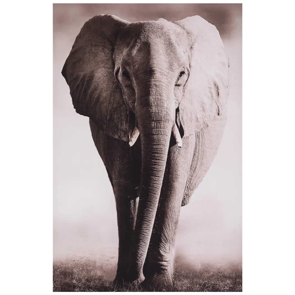 ATMOSPHERA Toile encadrée "Animaux"