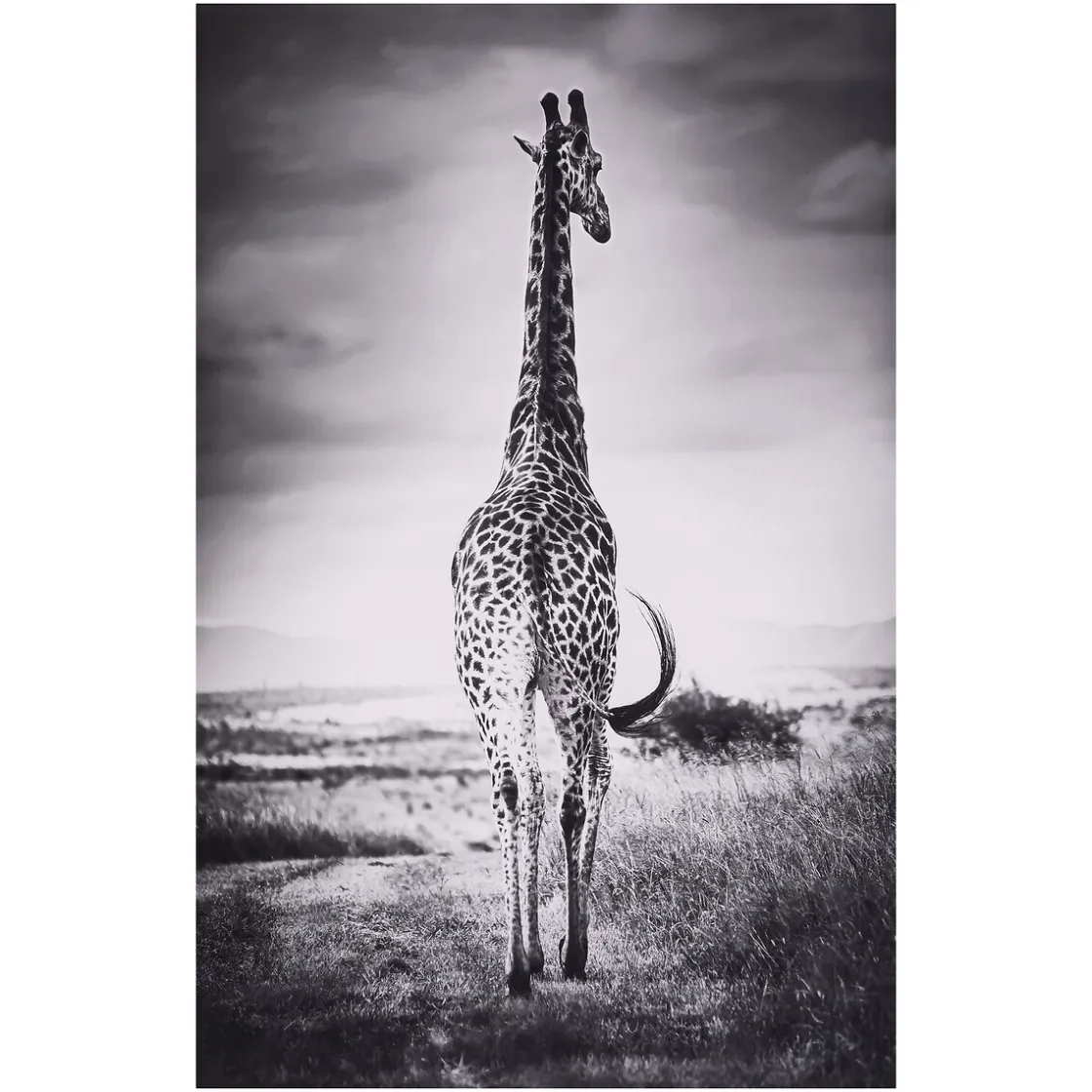 ATMOSPHERA Toile encadrée "Animaux"